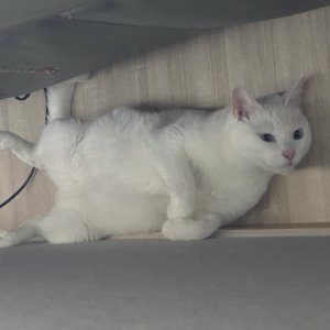 고양이를 찾습니다 고양이 전단지
