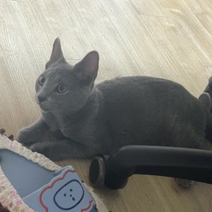 고양이를 찾습니다 고양이 전단지