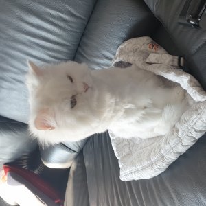 고양이를 찾습니다 고양이 전단지
