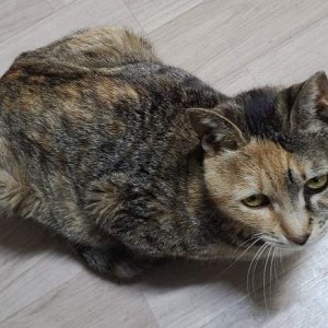 고양이를 찾습니다 고양이 전단지