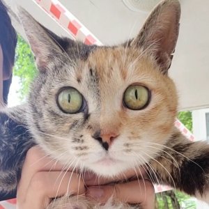 고양이 실종 코리아쇼트헤어 대전광역시 서구