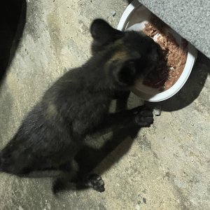 고양이를 찾습니다 고양이 전단지