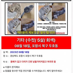 고양이 실종 기타묘종 경상북도 포항시 북구