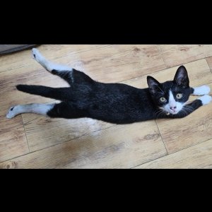 고양이 실종 코리아쇼트헤어 경상북도 안동시