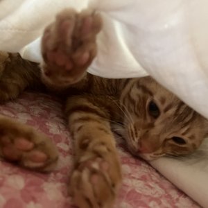 고양이를 찾습니다 고양이 전단지