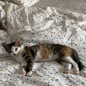 고양이 구조 코리아쇼트헤어 경기도 성남시 수정구