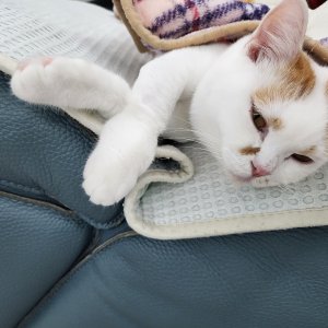 고양이 실종 먼치킨 강원도 철원군