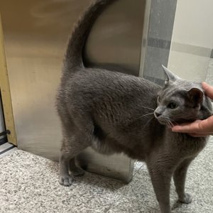 고양이 실종 러시안블루 광주광역시 광산구