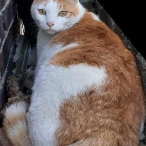 고양이 실종 코리아쇼트헤어 경상남도 창원시 성산구