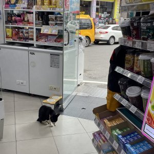 고양이를 찾습니다 고양이 전단지