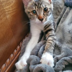 고양이 실종 코리아쇼트헤어 대구광역시 북구
