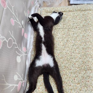 고양이를 찾습니다 고양이 전단지