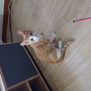 고양이 실종 코리아쇼트헤어 인천광역시 서구