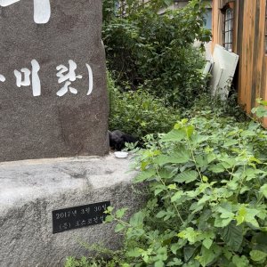 고양이 목격 기타묘종 경기도 이천시