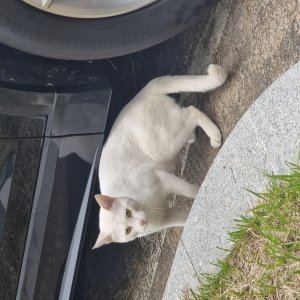 고양이 주인을 찾습니다 고양이 전단지