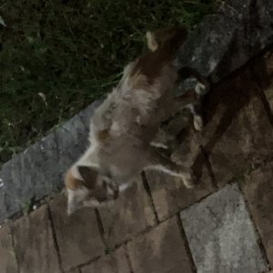 고양이 주인을 찾습니다 고양이 전단지