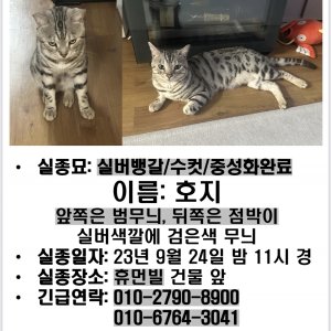 고양이 실종 벵갈캣 경기도 수원시 영통구