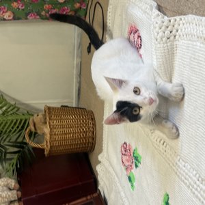 고양이 실종 코리아쇼트헤어 경기도 포천시