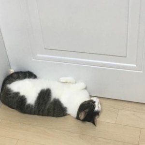 고양이 실종 코리아쇼트헤어 경상북도 의성군