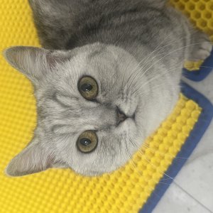 고양이 실종 먼치킨 인천광역시 남동구