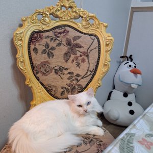 고양이 실종 터키시앙고라 제주특별자치도 제주시