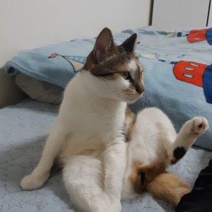고양이를 찾습니다 고양이 전단지