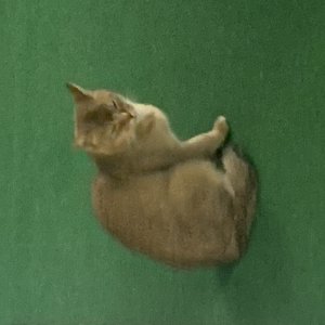 고양이 주인을 찾습니다 고양이 전단지