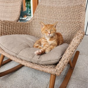 고양이 주인을 찾습니다 고양이 전단지