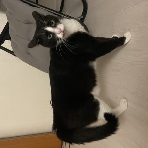 고양이를 찾습니다 고양이 전단지