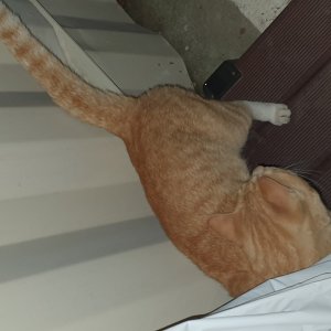 고양이 주인을 찾습니다 고양이 전단지