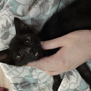 고양이를 찾습니다 고양이 전단지