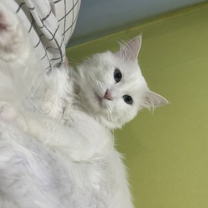 고양이를 찾습니다 고양이 전단지