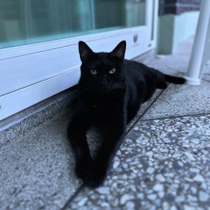 고양이를 찾습니다 고양이 전단지