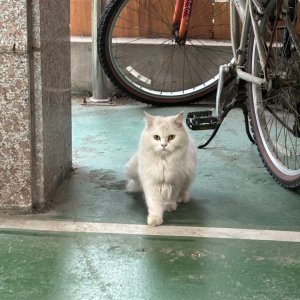 고양이 주인을 찾습니다 고양이 전단지