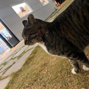 고양이 주인을 찾습니다 고양이 전단지
