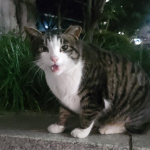 고양이를 찾습니다 고양이 전단지