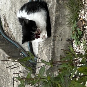 고양이 주인을 찾습니다 고양이 전단지