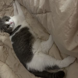 고양이를 찾습니다 고양이 전단지