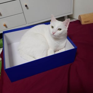 고양이 실종 터키시앙고라 서울특별시 금천구