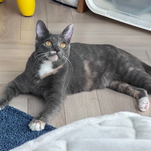 고양이 실종 코리아쇼트헤어 경기도 용인시 처인구