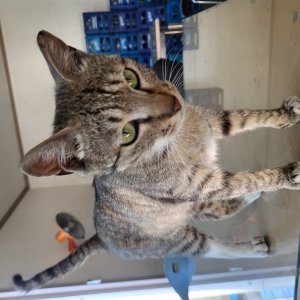 고양이를 찾습니다 고양이 전단지