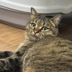 고양이 주인을 찾습니다 고양이 전단지