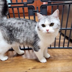 고양이를 찾습니다 고양이 전단지