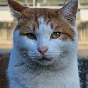 고양이를 찾습니다 고양이 전단지