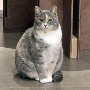 고양이 실종 코리아쇼트헤어 충청남도 공주시