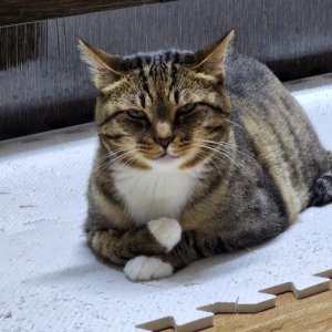 고양이를 찾습니다 고양이 전단지