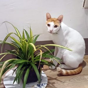 고양이를 찾습니다 고양이 전단지