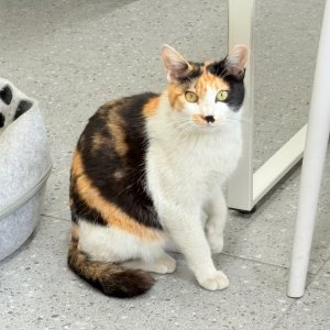 고양이 실종 코리아쇼트헤어 대구광역시 수성구