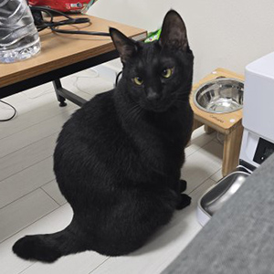 고양이 실종 코리아쇼트헤어 대구광역시 달성군