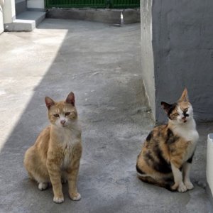 고양이 구조 기타묘종 경상북도 안동시